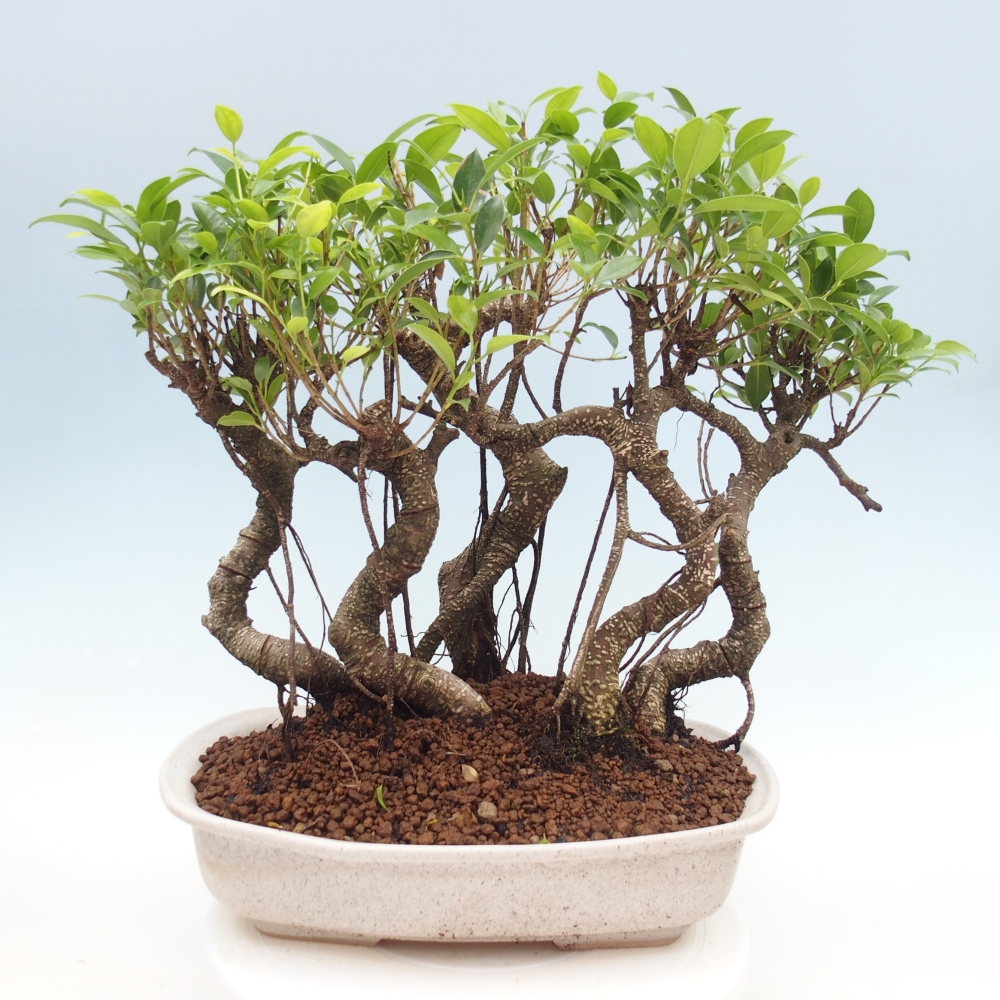 Pokojová bonsai - Ficus kimmen -  malolistý fíkus