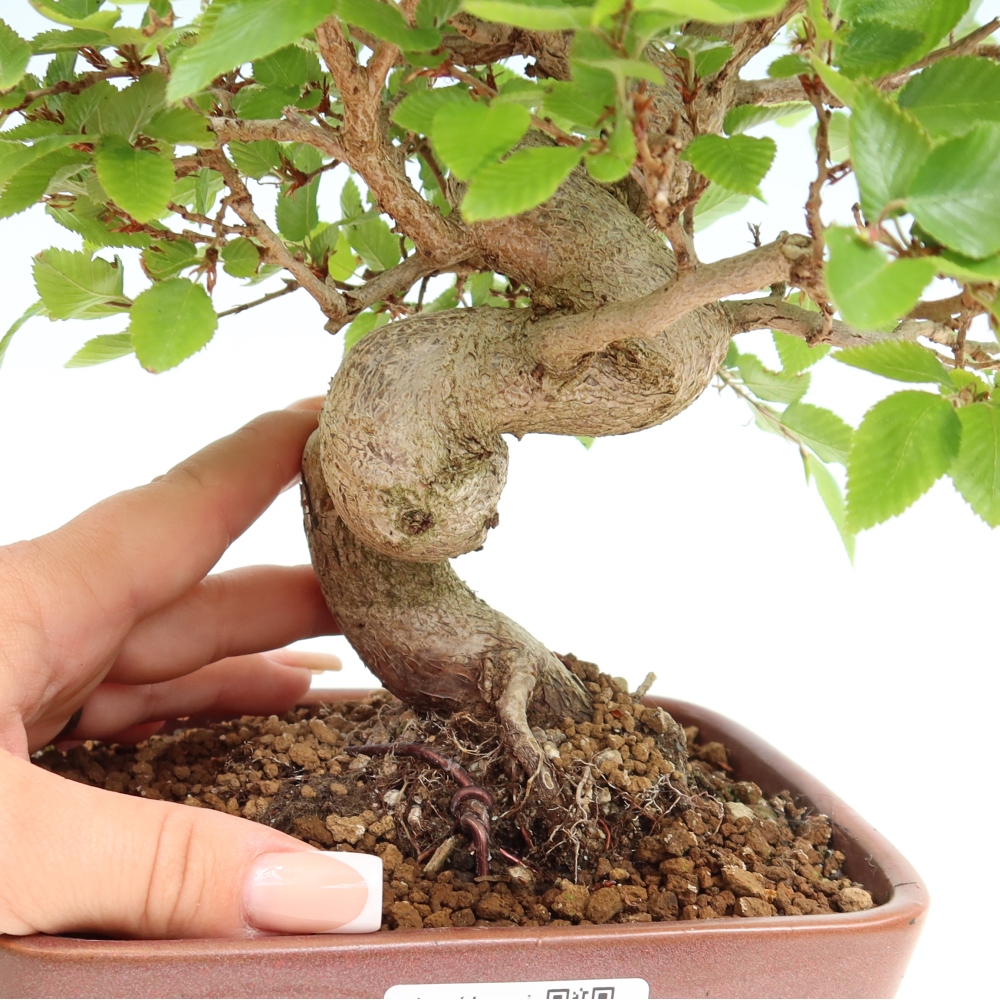 Venkovní bonsai -Carpinus coreana - Habr korejský