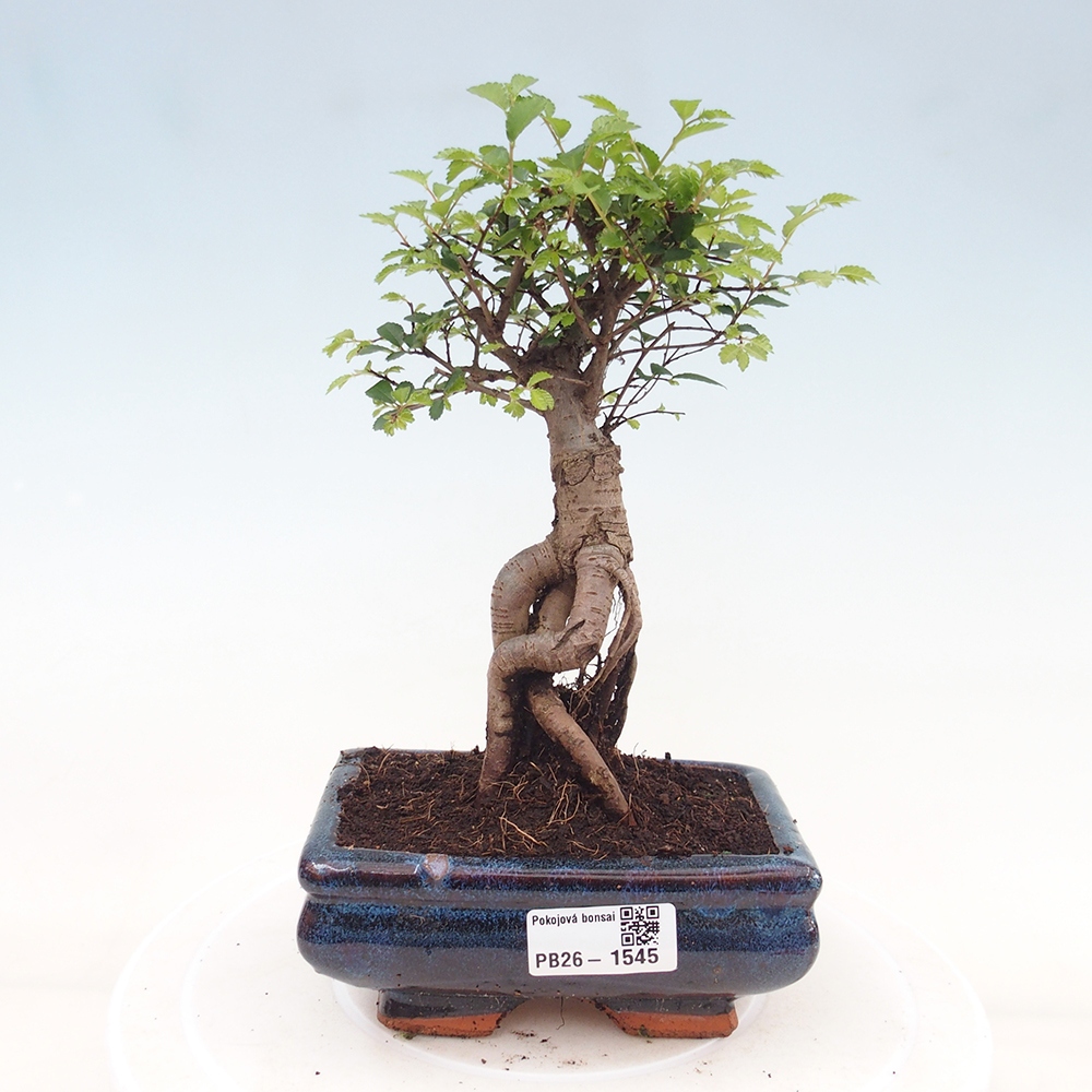 Pokojová bonsai - Ulmus parvifolia - Malolistý jilm