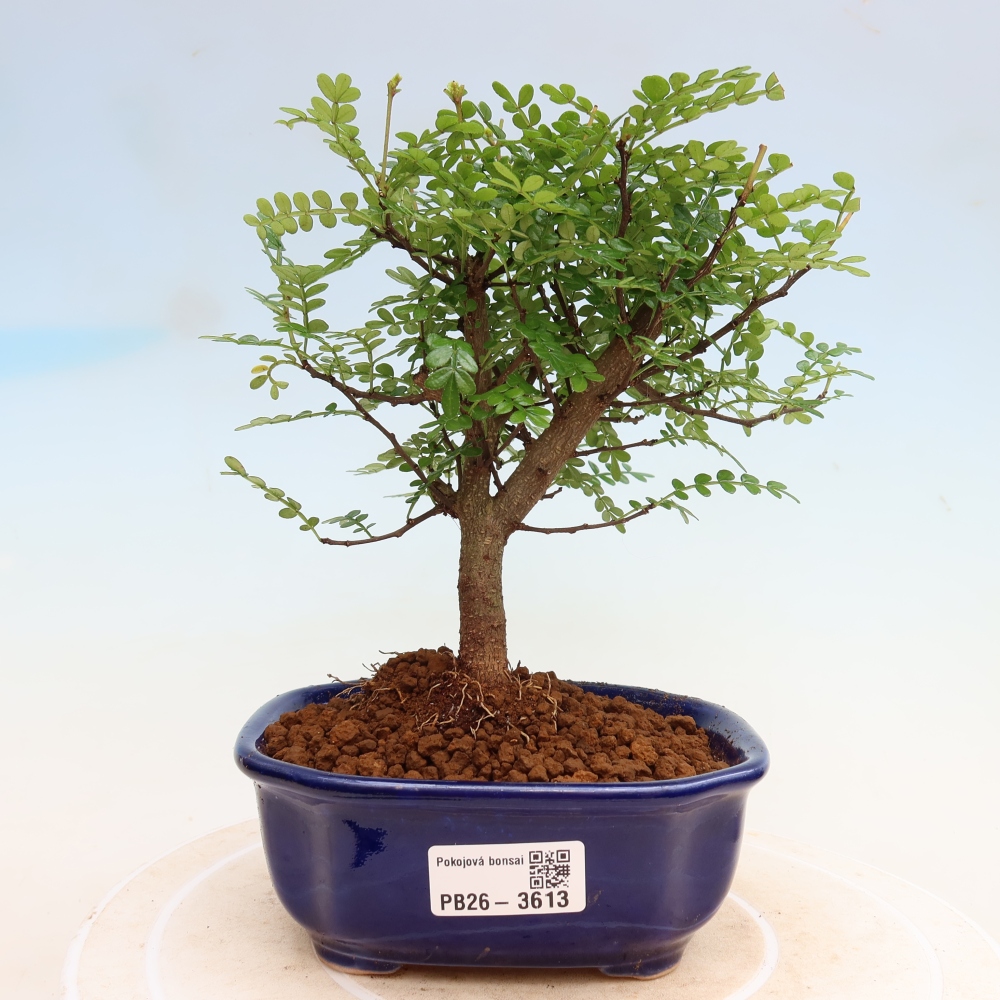 Pokojová bonsai - Zantoxylum piperitum - Pepřovník