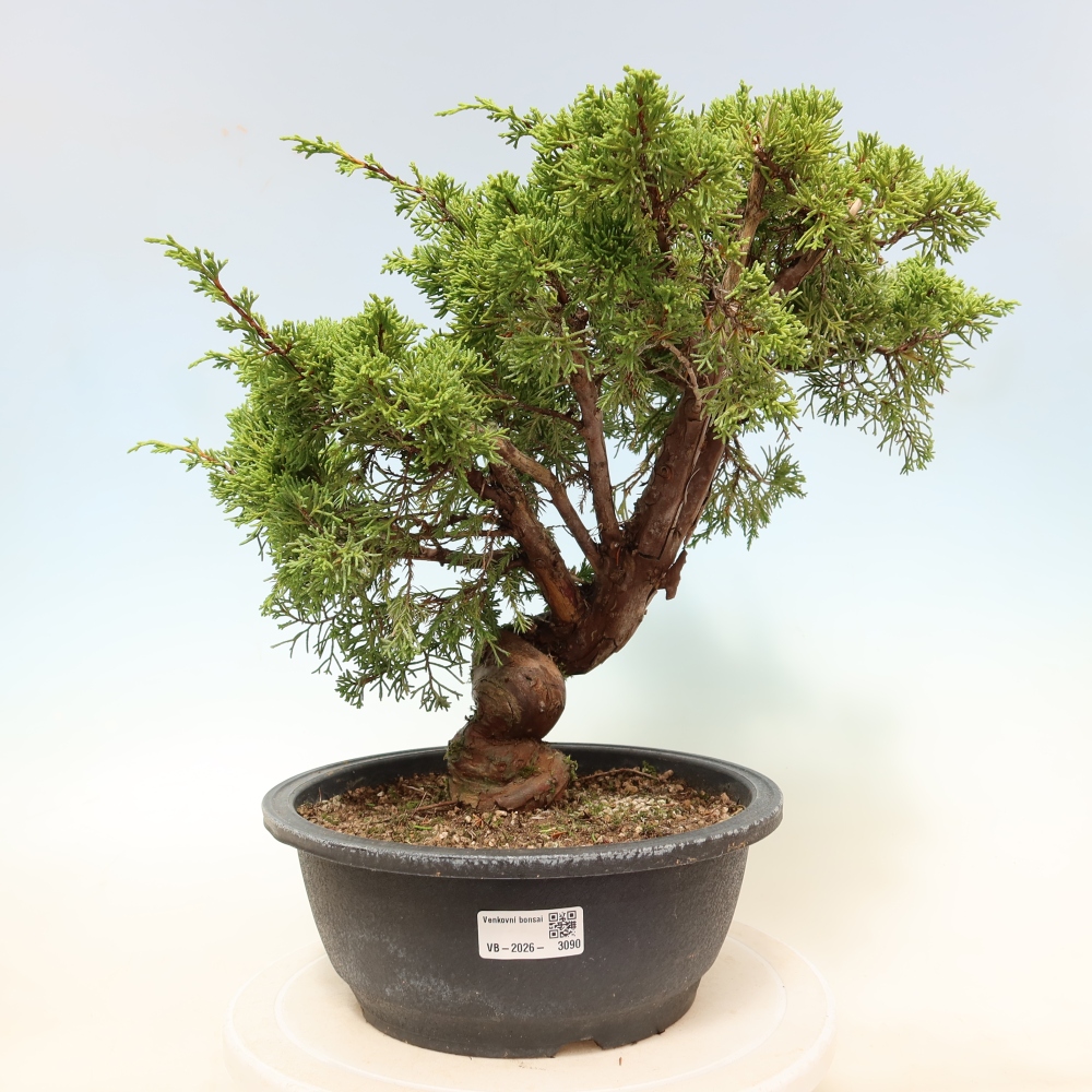 Venkovní bonsai - Juniperus chinensis Itoigawa-Jalovec čínský
