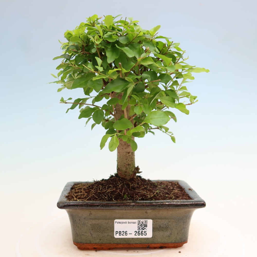 Pokojová bonsai -Ligustrum chinensis - Ptačí zob