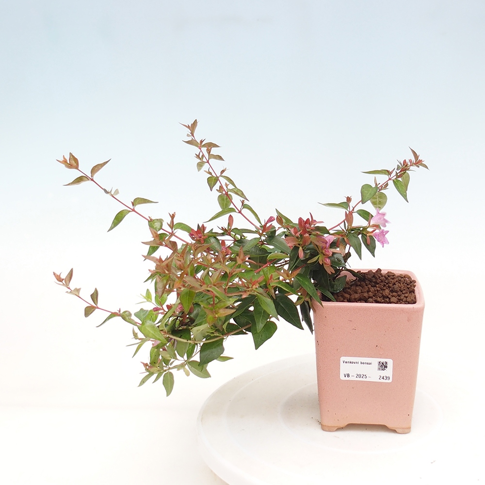 Venkovní bonsai - Abelia Grandiflora - Abélie velkokvětá