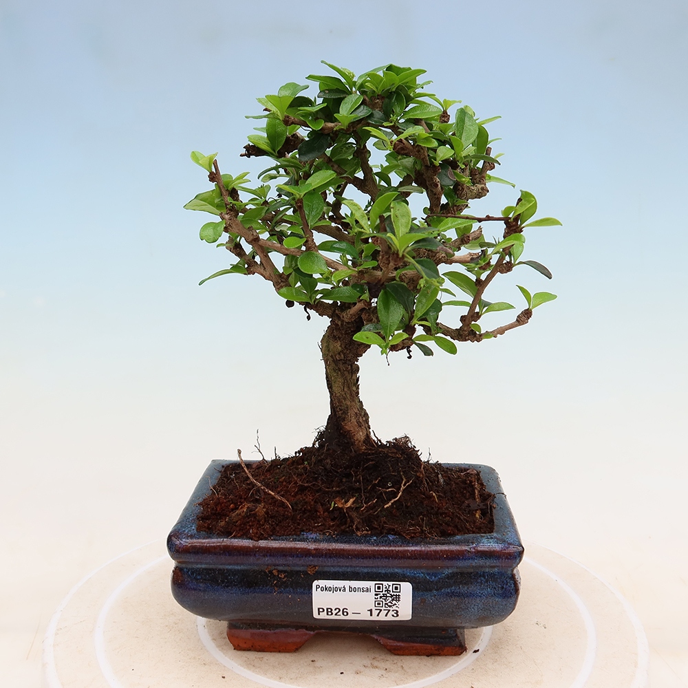 Pokojová bonsai - Carmona macrophylla - Čaj fuki