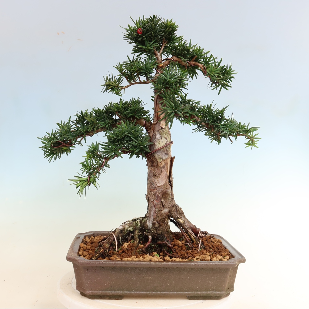 Venkovní bonsai - Taxus cuspidata  - Tis japonský