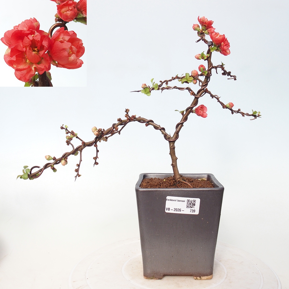 Venkovní bonsai - Chaneomeles s. Red Joy - Kdoulovec 