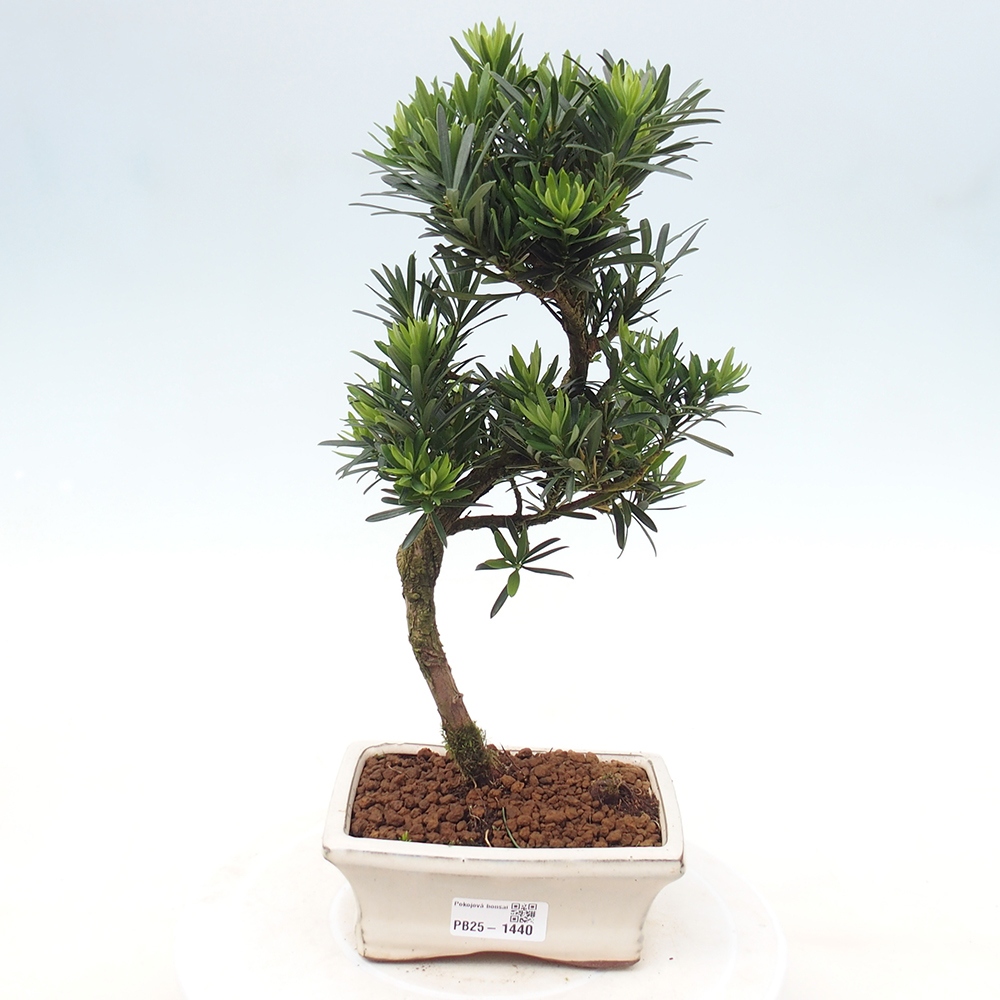 Pokojová bonsai - Podocarpus - Kamenný tis
