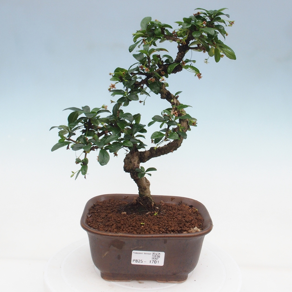 Pokojová bonsai - Carmona macrophylla - Čaj fuki