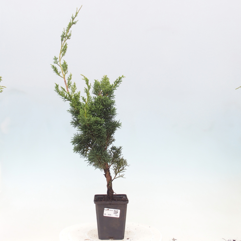 Venkovní bonsai - Juniperus chinensis Kishu -Jalovec čínský