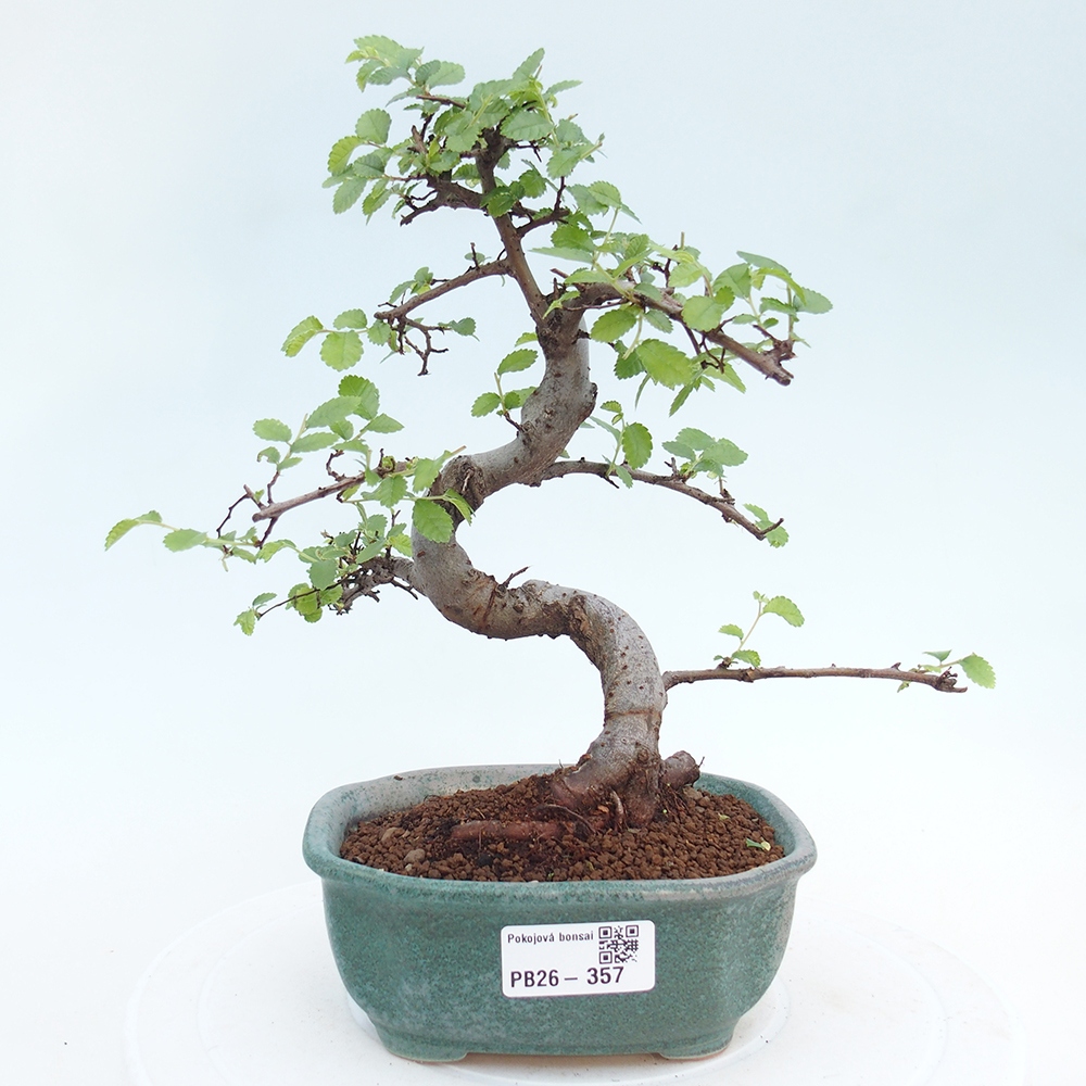 Pokojová bonsai - Ulmus parvifolia - Malolistý jilm