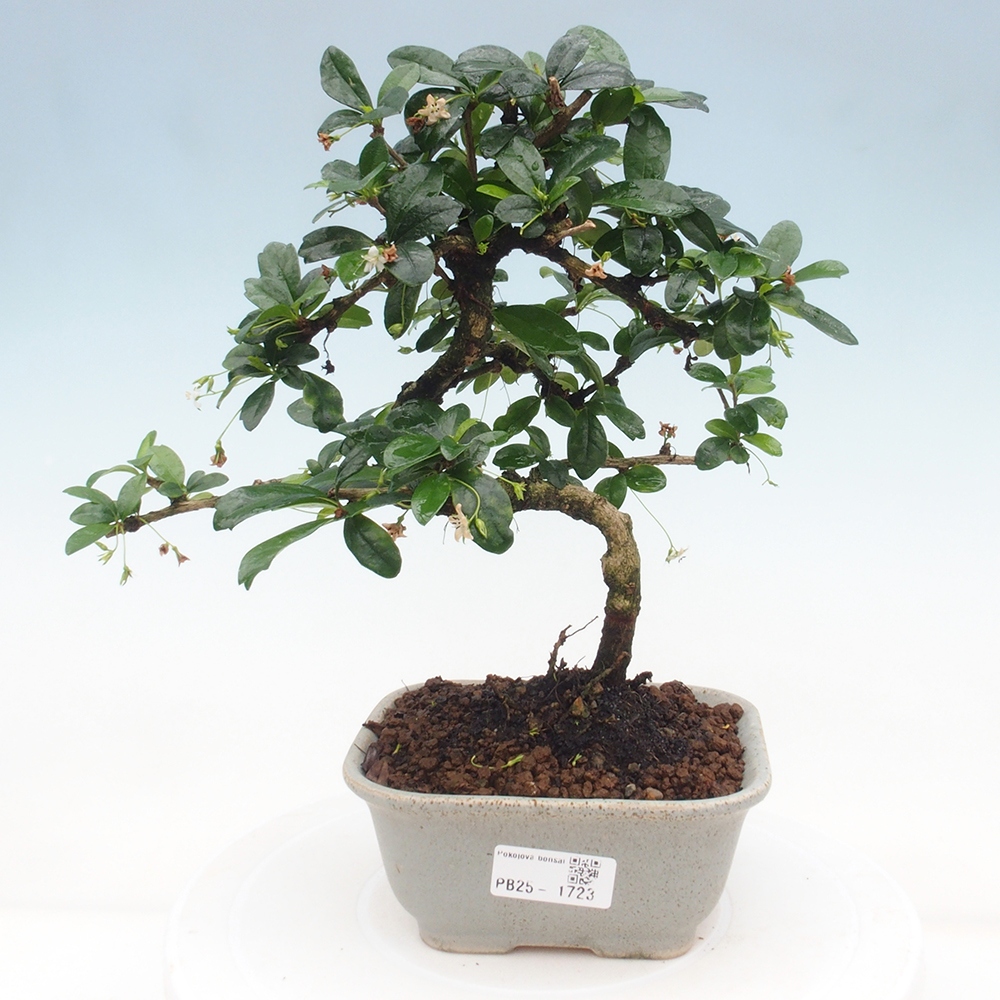 Pokojová bonsai - Carmona macrophylla - Čaj fuki