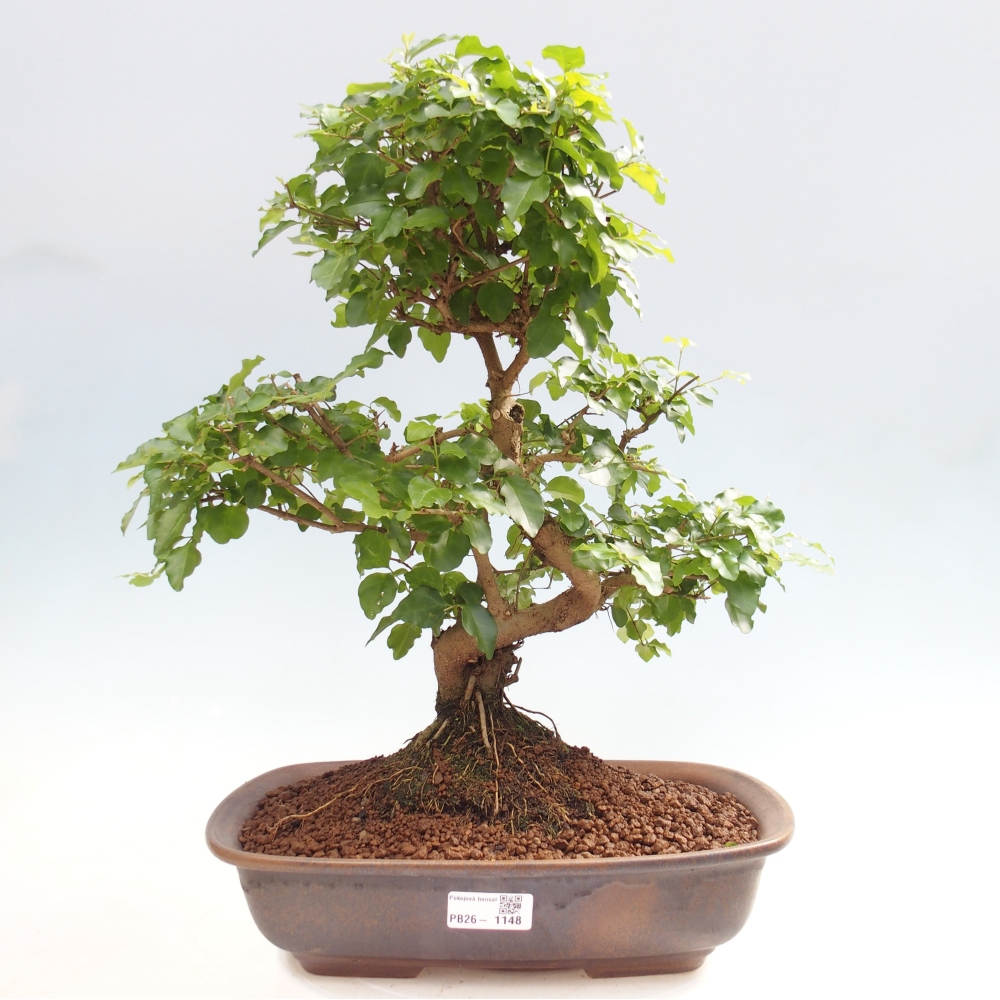 Pokojová bonsai -Ligustrum chinensis - Ptačí zob
