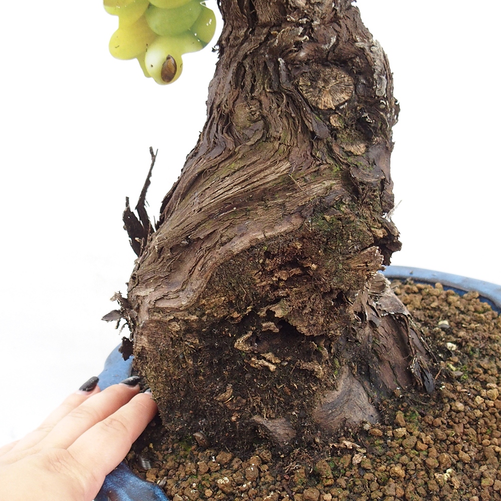 Venkovní bonsai - Vitis vinnifera MUSKAT ITALIA  - Vinná réva