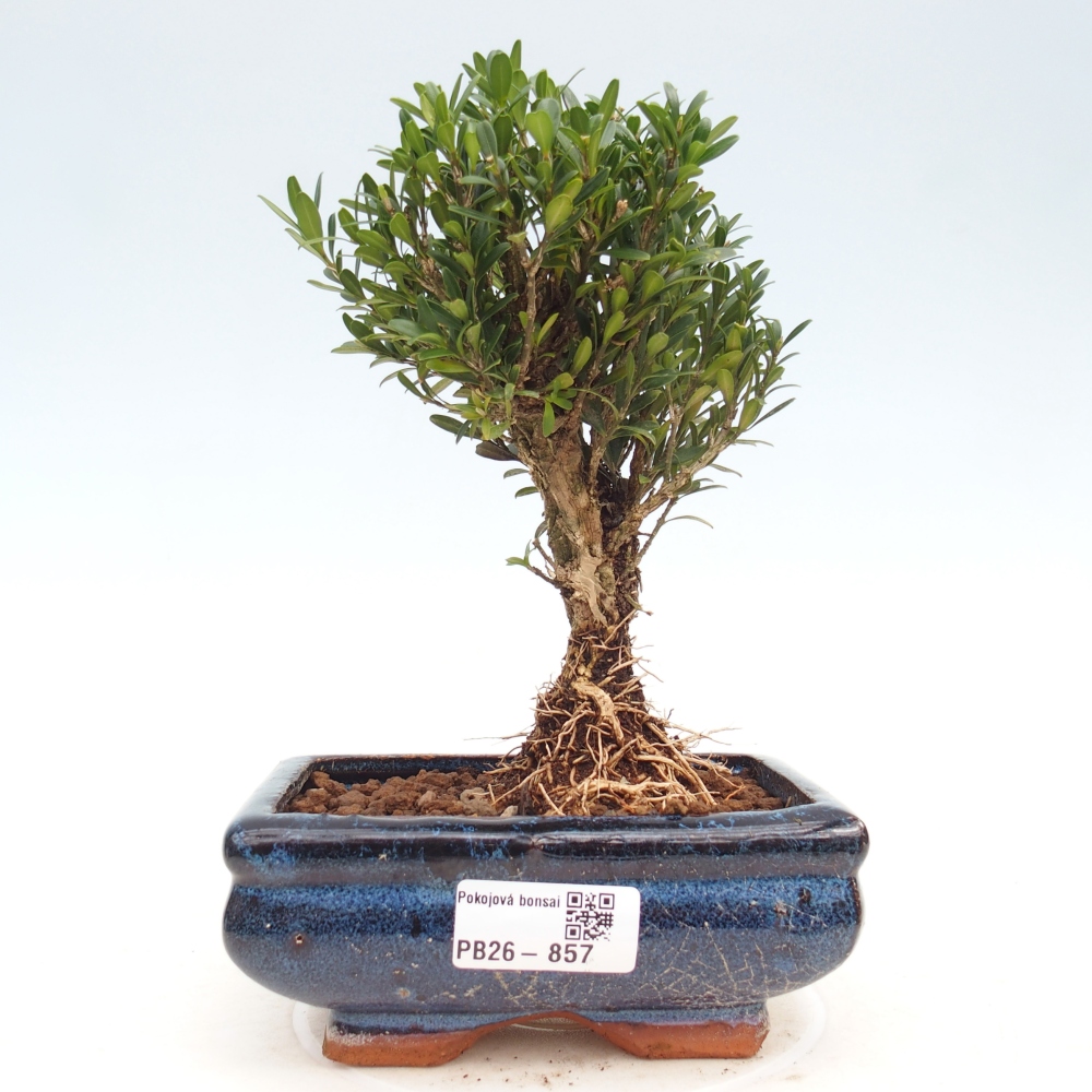 Pokojová bonsai - Buxus harlandii -korkový buxus