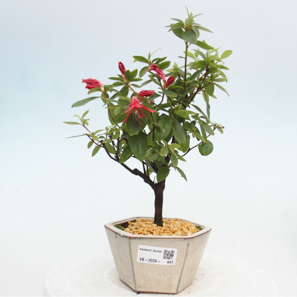 Venkovní bonsai - Japonská azalka - Azalea sp.