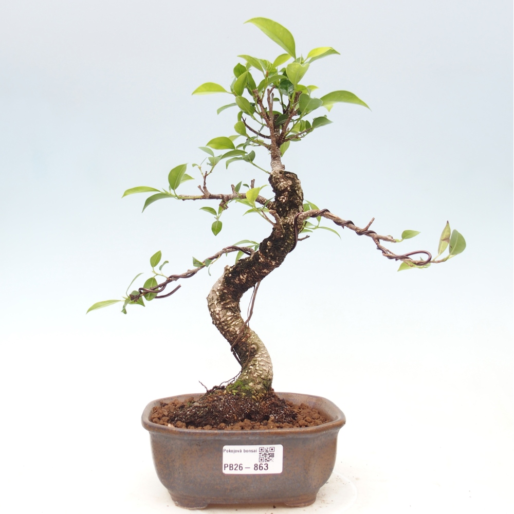 Pokojová bonsai - Ficus retusa -  malolistý fíkus