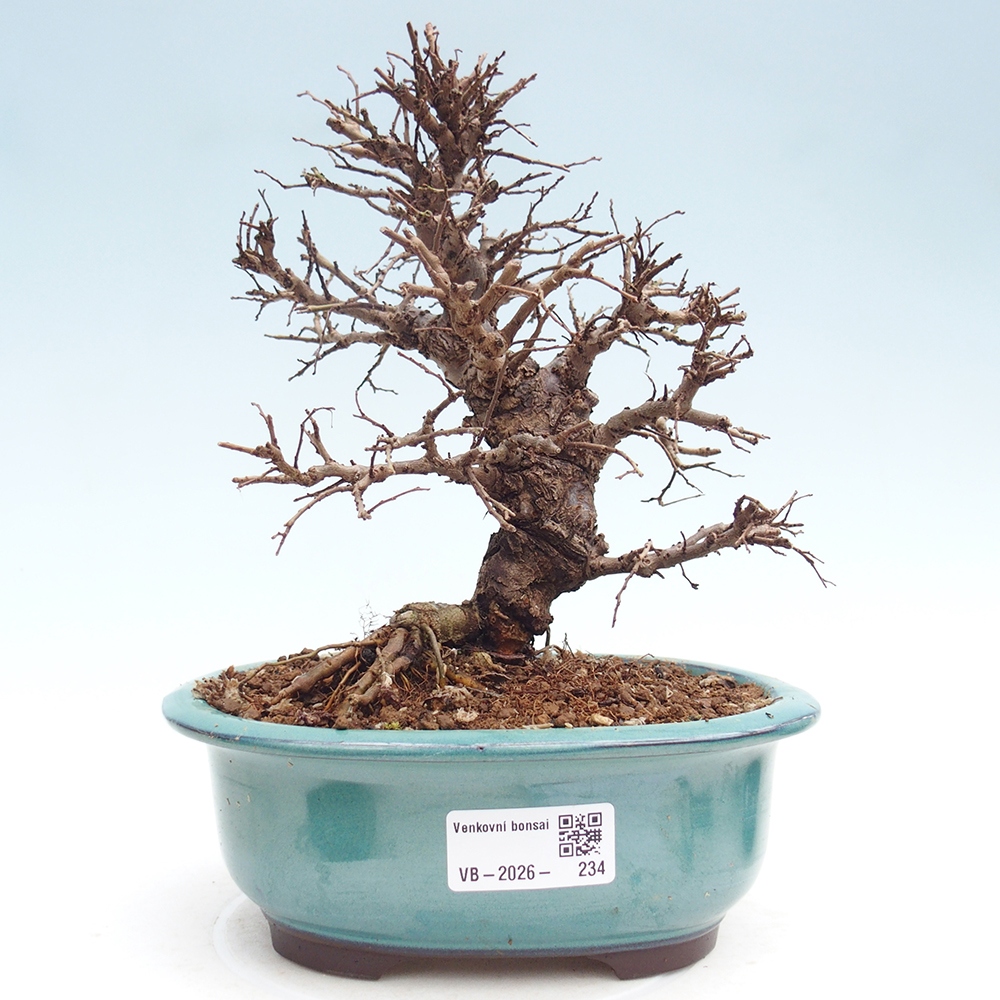 Venkovní bonsai - Zelkova - Zelkova NIRE