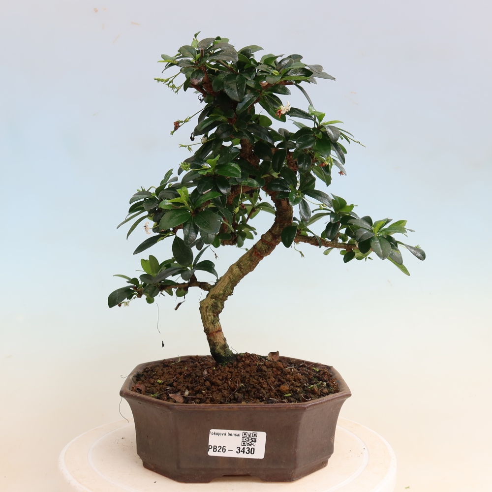 Pokojová bonsai - Carmona macrophylla - Čaj fuki