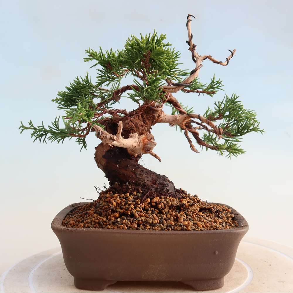 Venkovní bonsai - Juniperus chinensis Itoigawa -Jalovec čínský