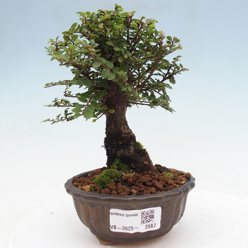 Venkovní bonsai - Ulmus parvifolia Hokkaido - jilm Čínský