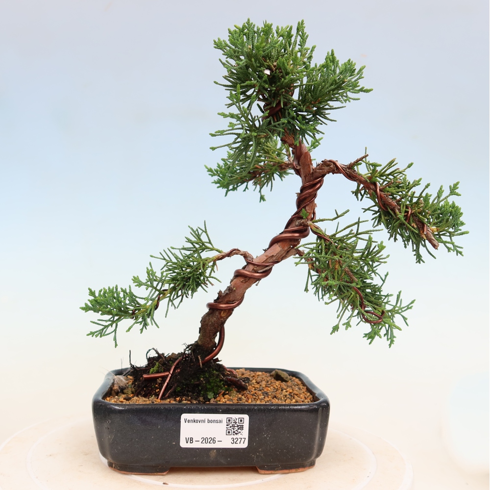 Venkovní bonsai - Juniperus chinensis Kishu -Jalovec čínský