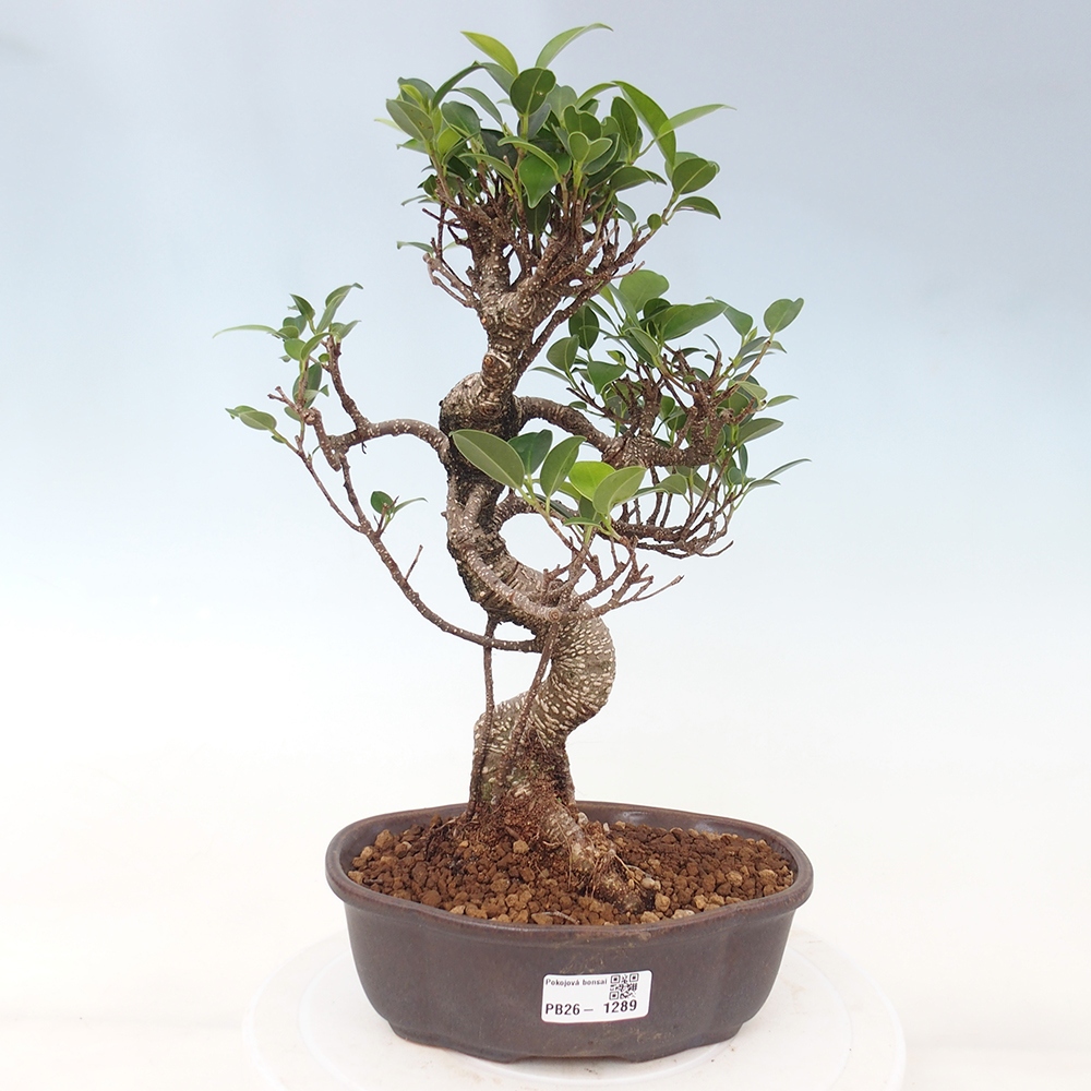 Pokojová bonsai - Ficus retusa -  malolistý fíkus