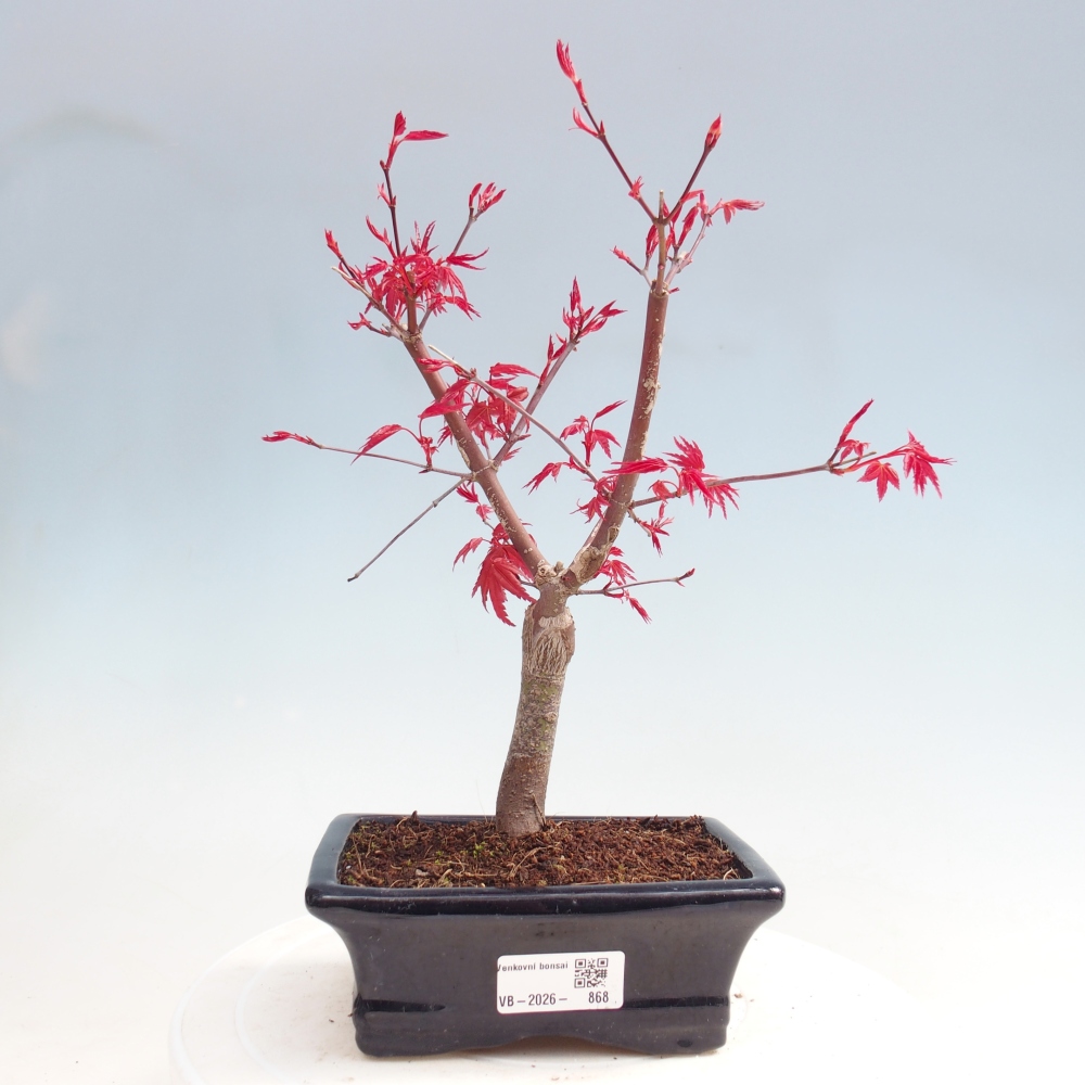 Venkovní bonsai - Javor dlanitolistý - Acer palmatum DESHOJO