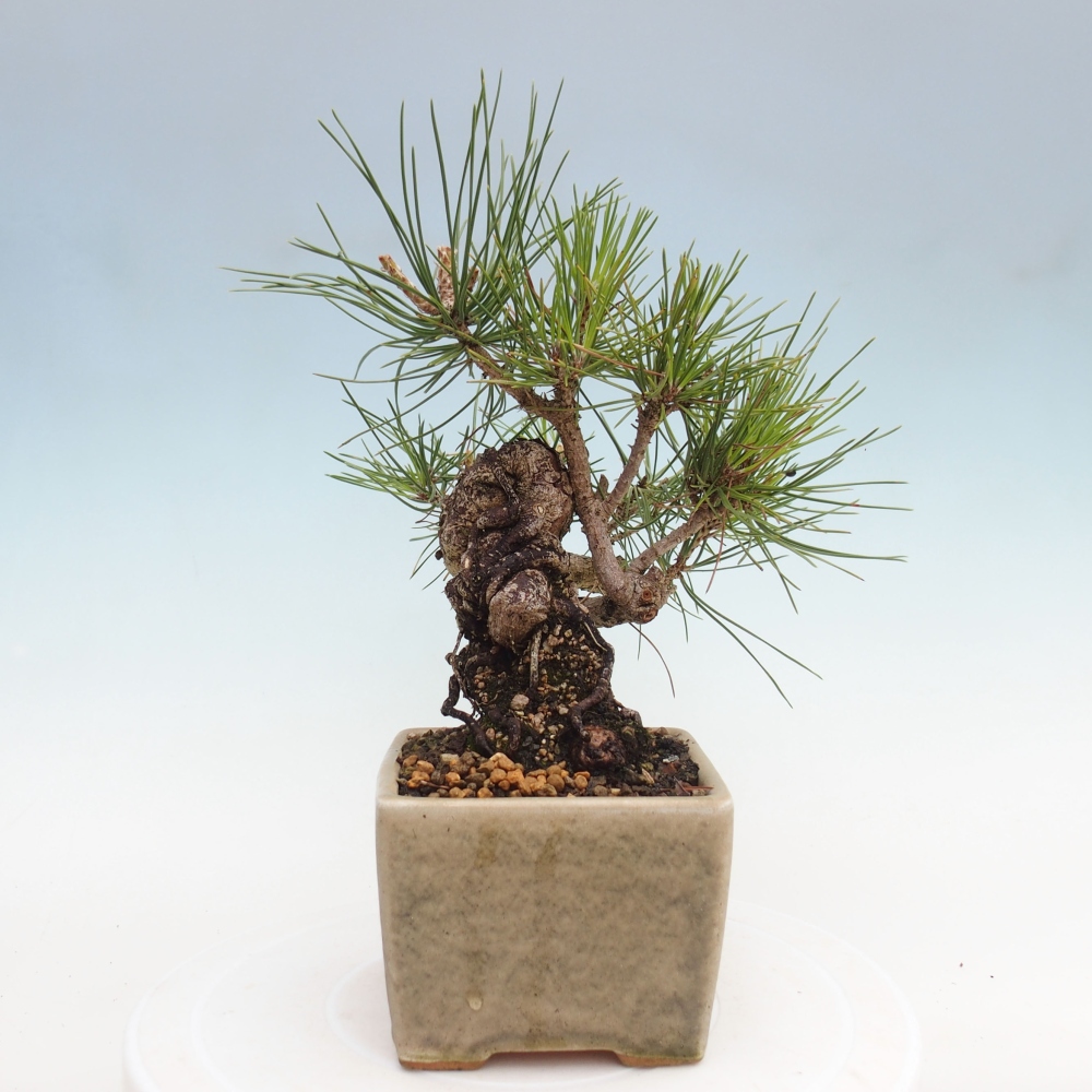 Venkovní bonsai - Pinus thunbergii - Borovice thunbergova