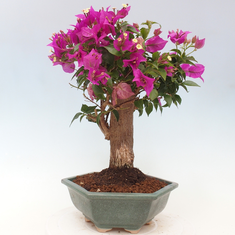 Pokojová bonsai - Bouganwilea