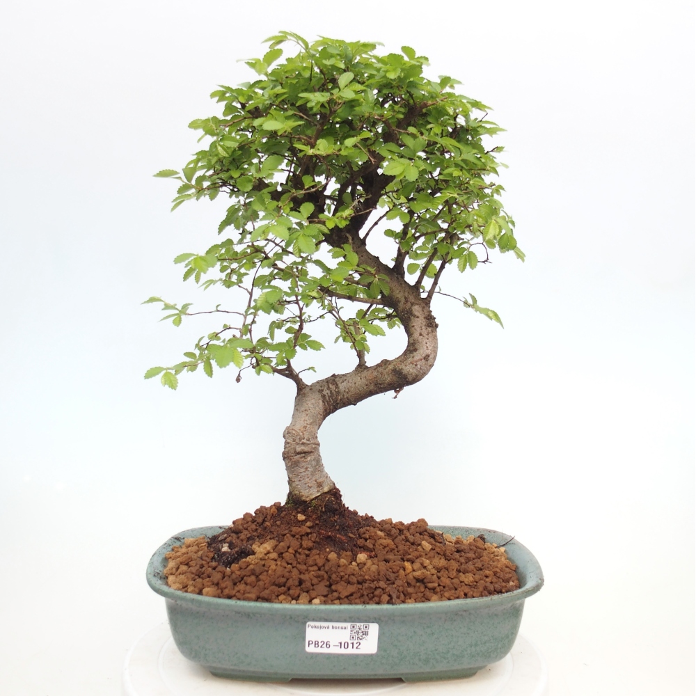 Pokojová bonsai - Ulmus parvifolia - Malolistý jilm