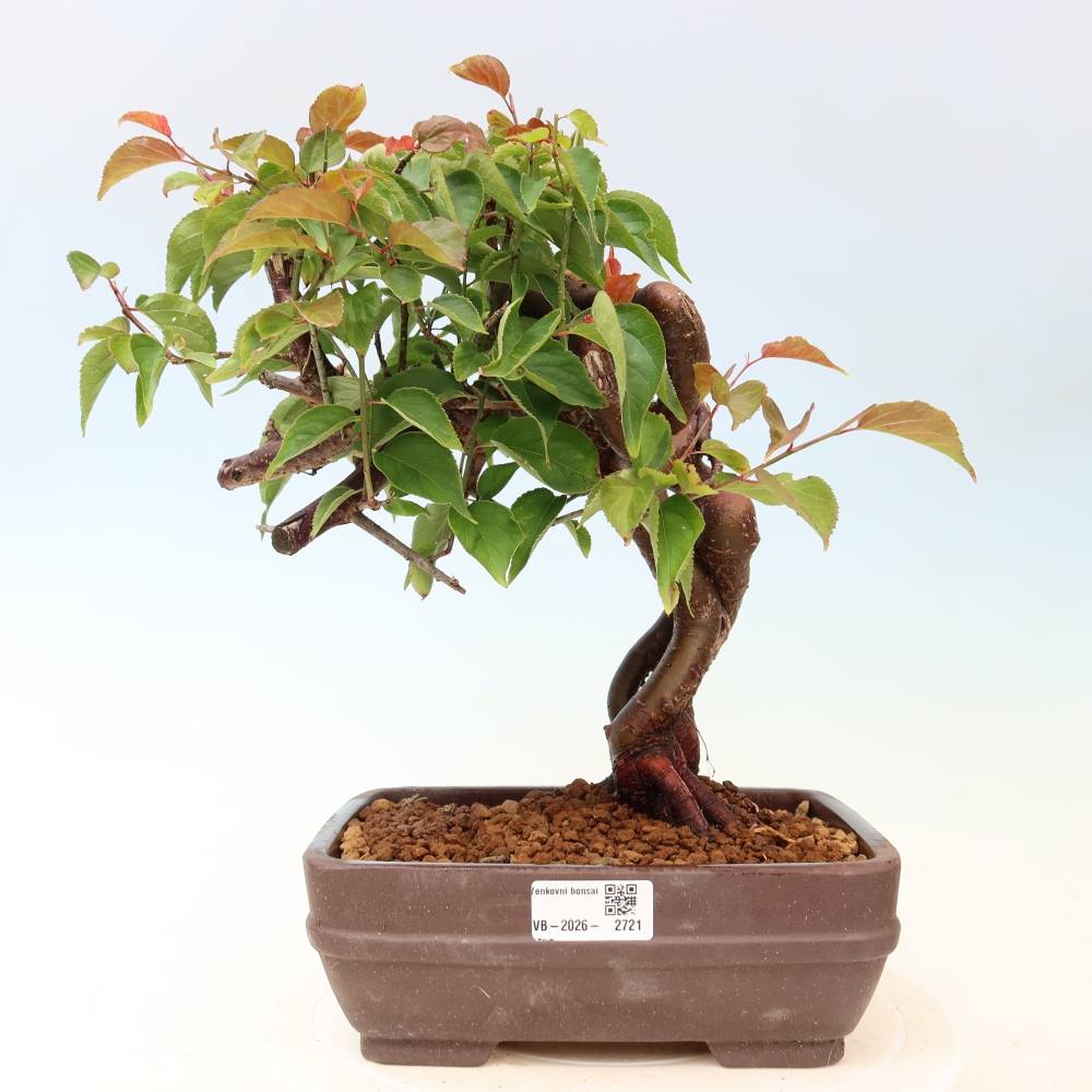 Venkovní bonsai -Japonská meruňka - Prunus Mume