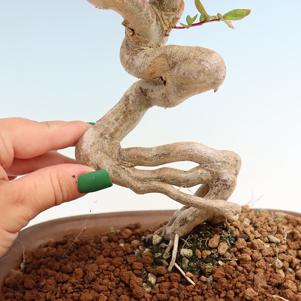 Pokojová bonsai - Lagerstroemia indica - indický šeřík