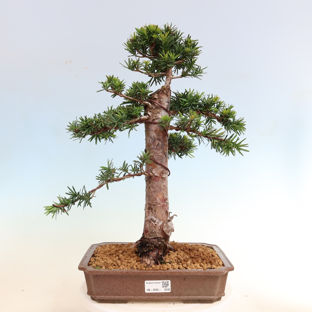 Venkovní bonsai - Taxus cuspidata  - Tis japonský