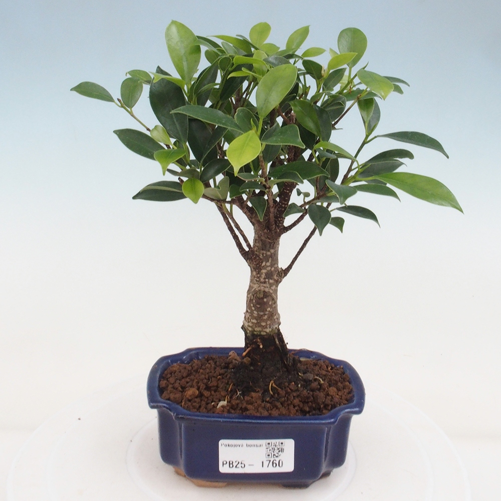 Pokojová bonsai Ficus retusa kimmen