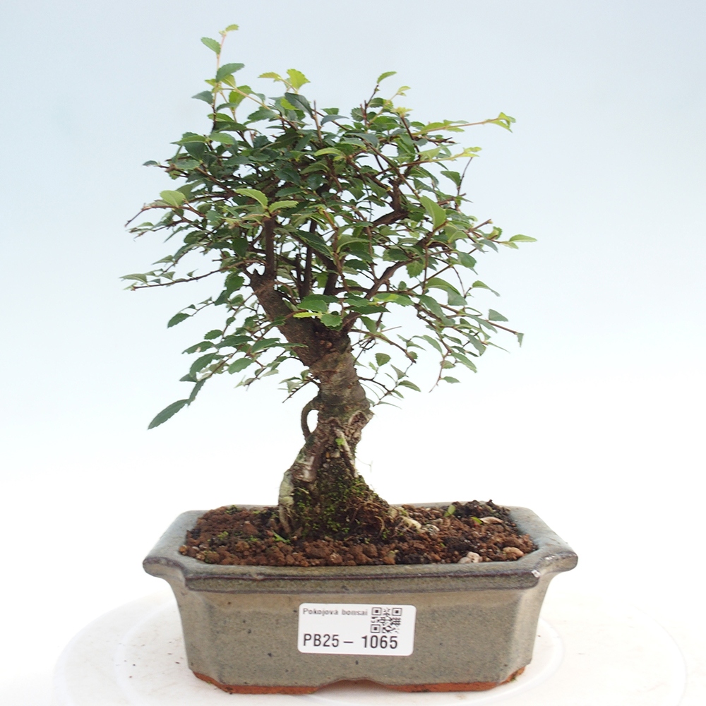 Pokojová bonsai - Ulmus parvifolia - Malolistý jilm