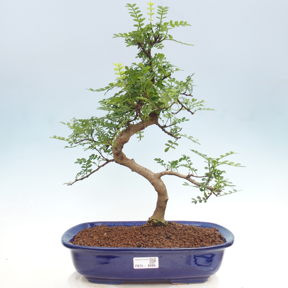 Pokojová bonsai - Zantoxylum piperitum - pepřovník