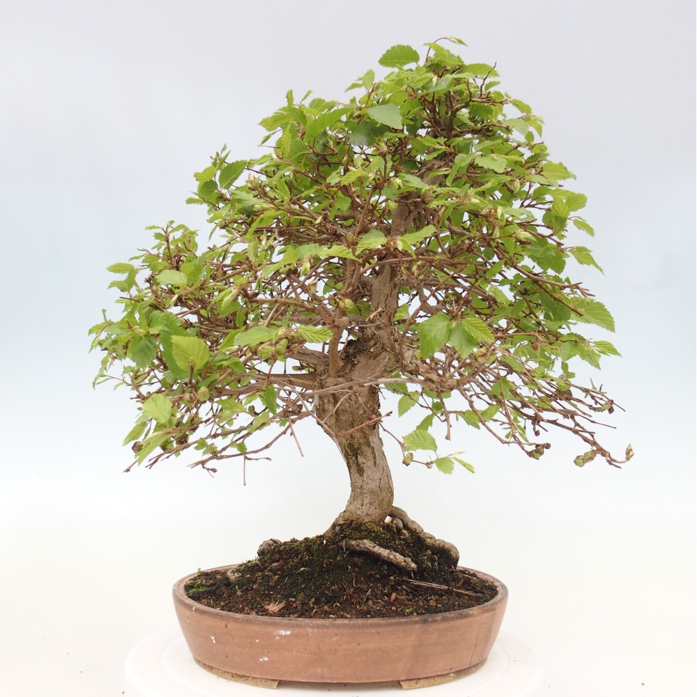 Venkovní bonsai -Carpinus CARPINOIDES - Habr korejský
