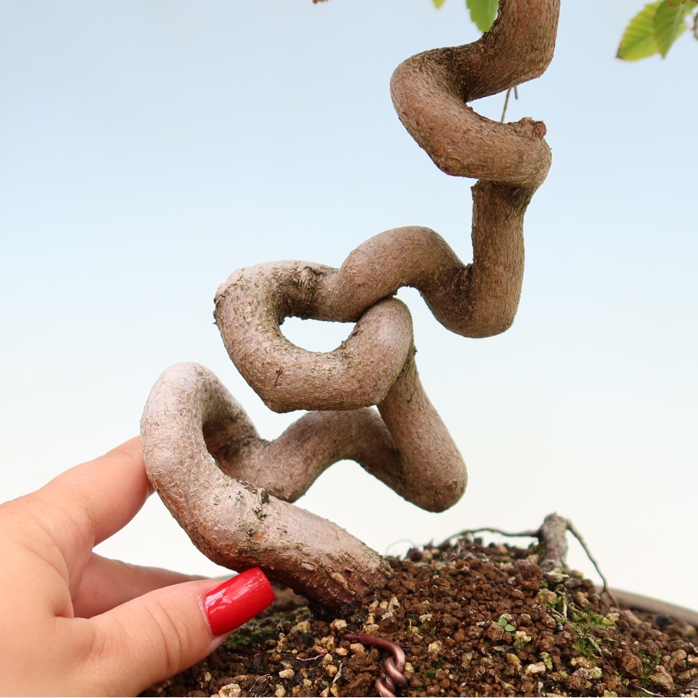 Venkovní bonsai -Carpinus Coreana - Habr korejský