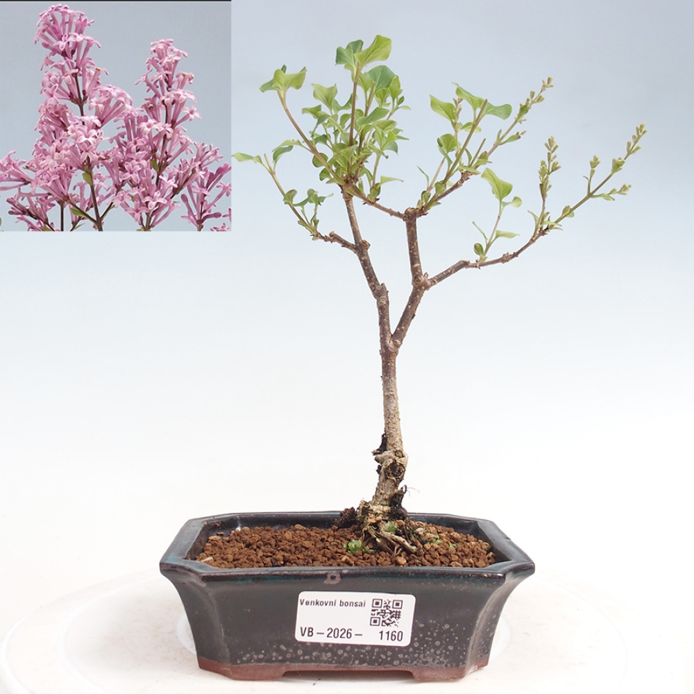 Venkovní bonsai - Syringa Meyeri Palibin - Šeřík Meyerův