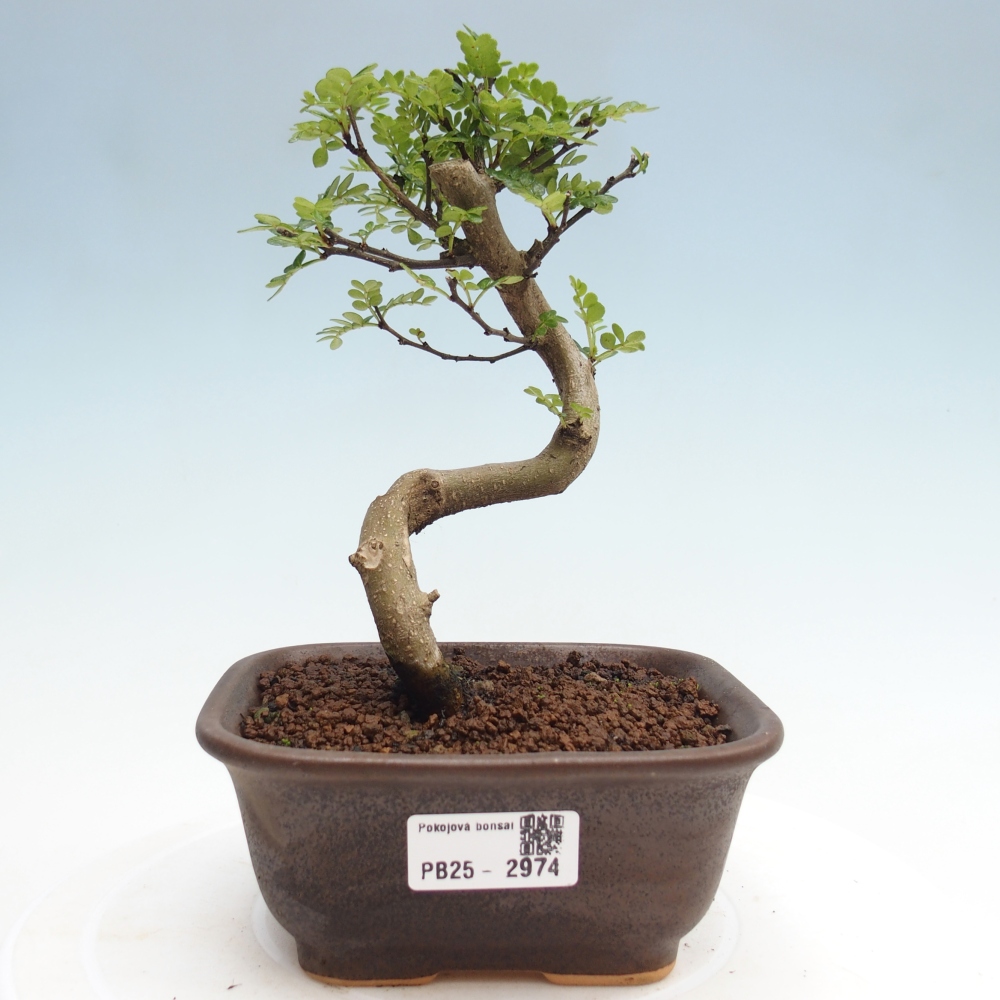 Pokojová bonsai - Zantoxylum piperitum - pepřovník