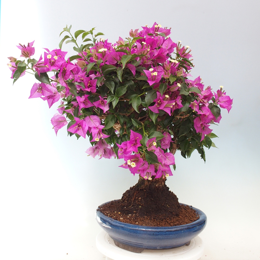 Pokojová bonsai - Bouganwilea
