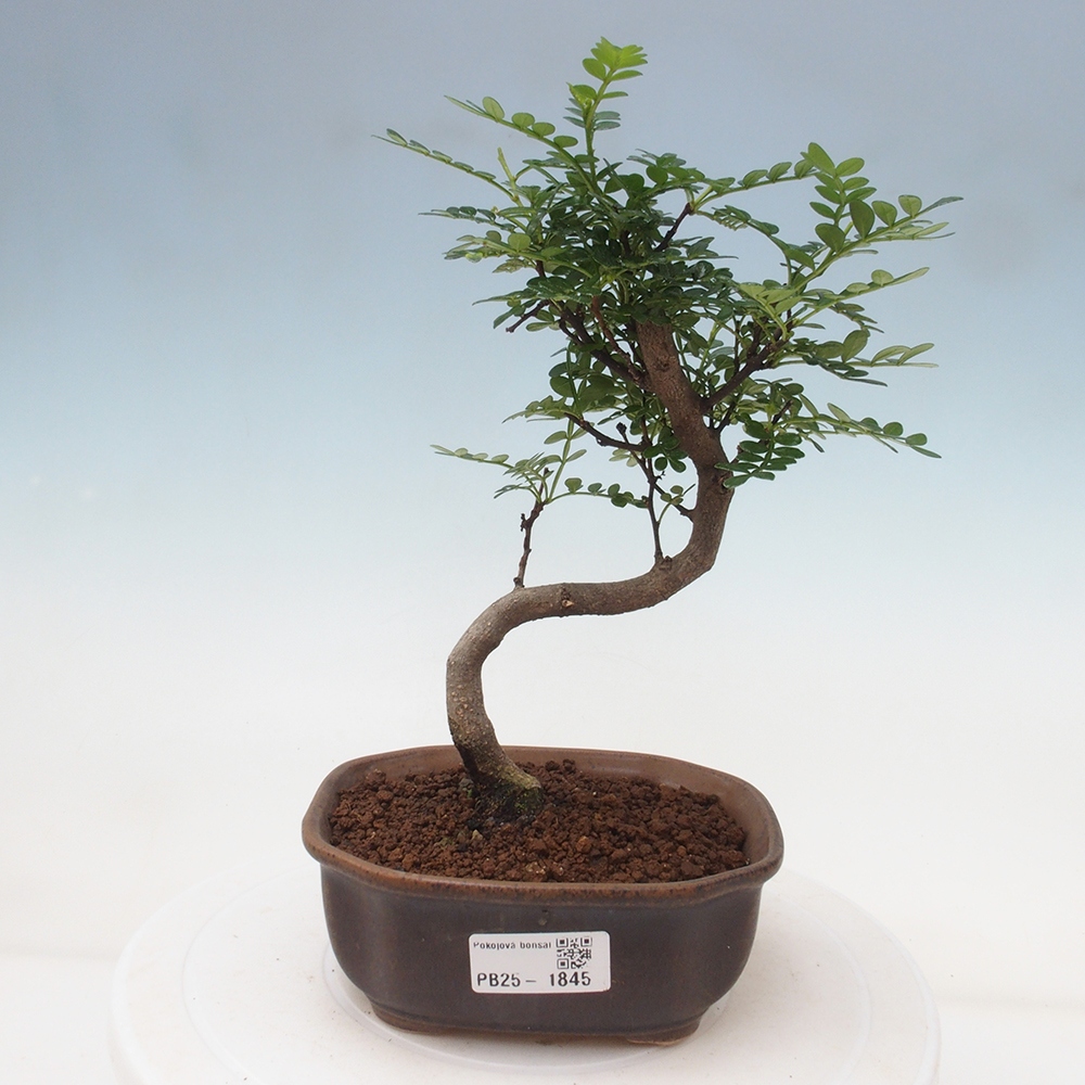 Pokojová bonsai - Zantoxylum piperitum - pepřovník