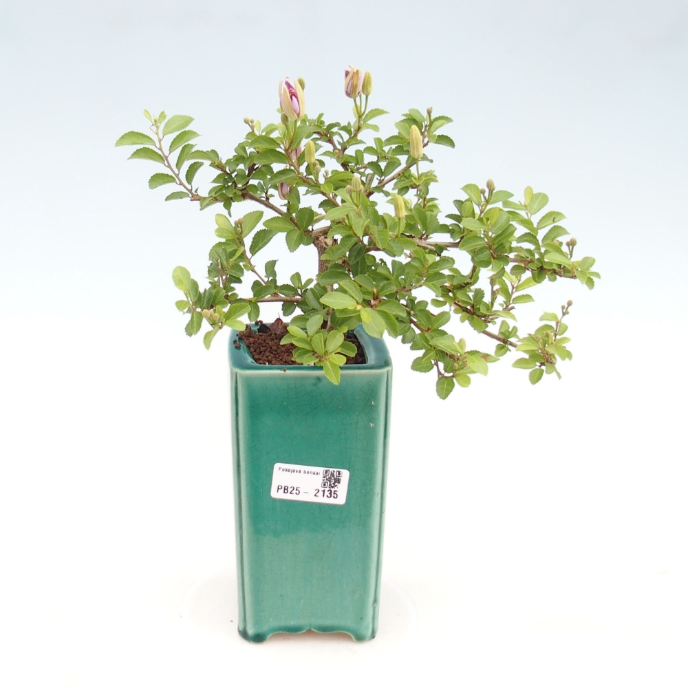 Pokojová bonsai - Grewia occidentalis - Hvězdice levandulová