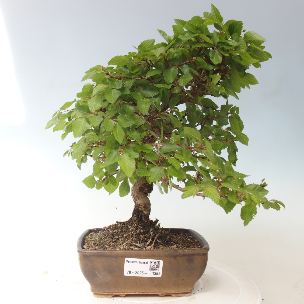 Venkovní bonsai -Carpinus CARPINOIDES - Habr korejský