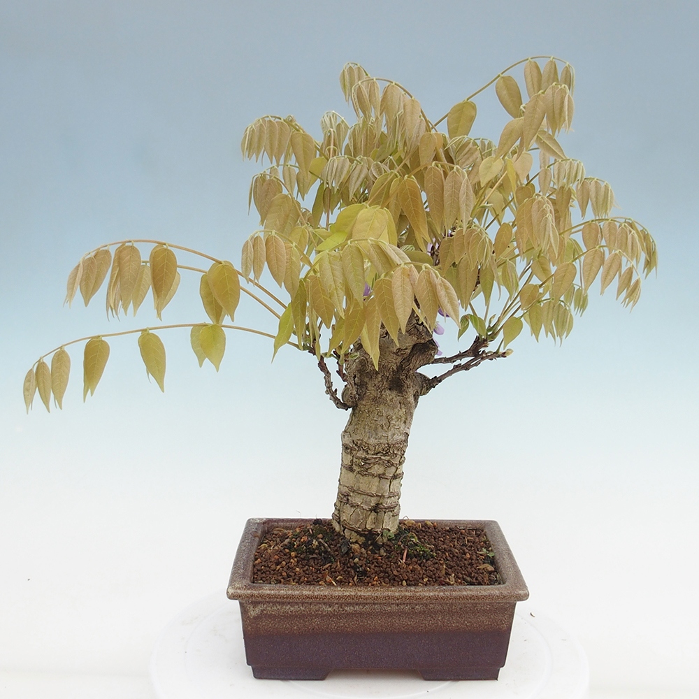 Venkovní bonsai - Vistarie květnatá - Wisteria floribunda