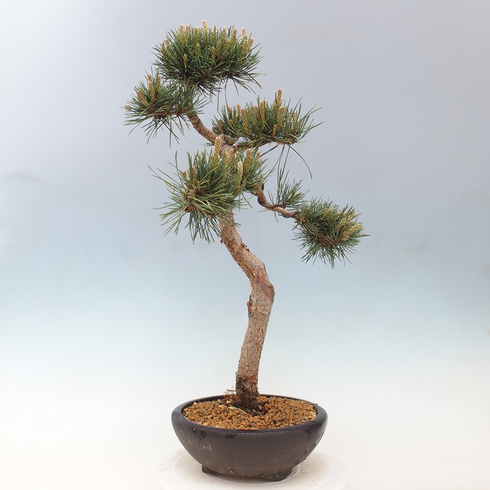 Venkovní bonsai - Pinus Sylvestris Watererri - Borovice lesní