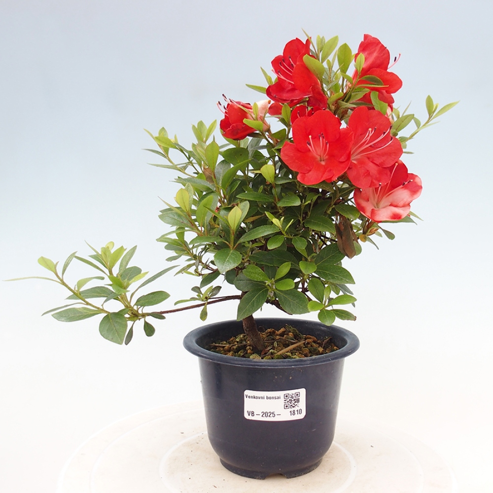 Venkovní bonsai - Japonská azalka - Azalea Benibeni