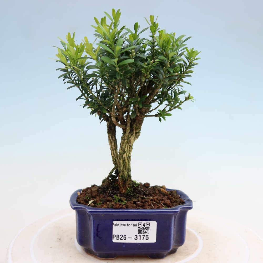Pokojová bonsai - Buxus harlandii -korkový buxus