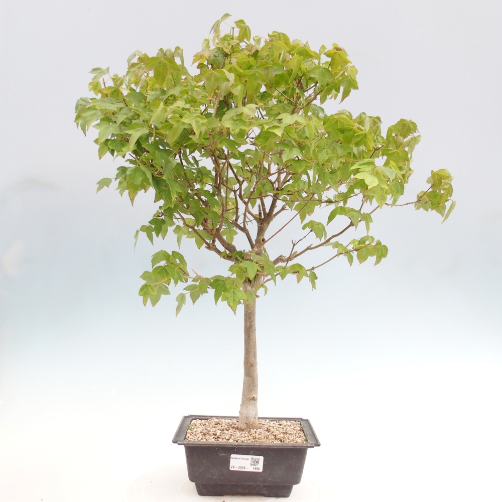 Venkovní bonsai - Acer Buergerianum - Javor Burgerův