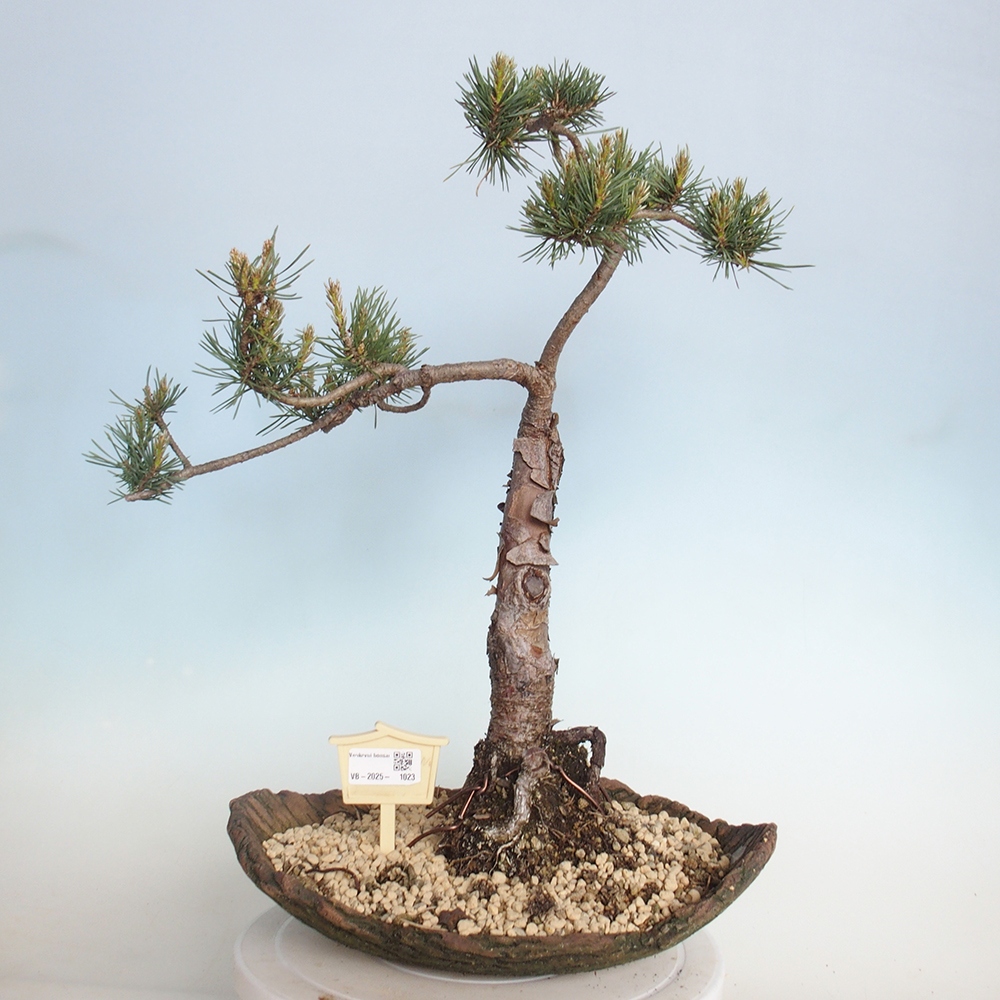 Venkovní bonsai - Pinus Sylvestris Watererri - Borovice lesní